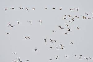 Snow-geese-large-flocks.jpg