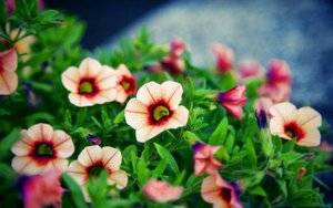 delicateblossom.jpg
