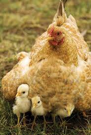 motherhen1.jpg