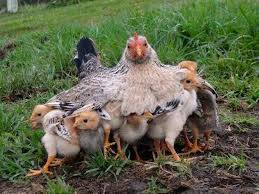 motherhen2.jpg