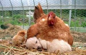 motherhen3.jpg