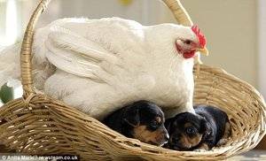 motherhen4.jpg