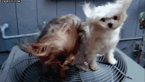 meltingdogs.gif