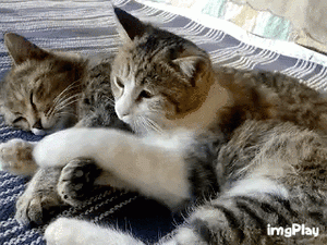 D4F24570-23A7-4DEE-8F82-E5DD26A6AD5E.gif