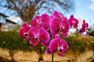 Orchids-2.jpg