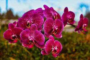 Orchids-1.jpg