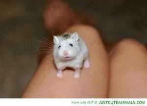 cuterodent.jpg