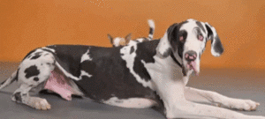 savethemall.gif