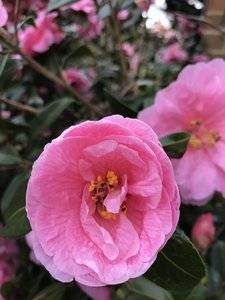 IMG_2495.JPG