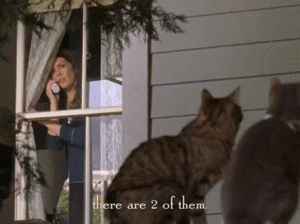 catsgilmoregirls.gif