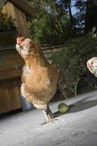 easter-egger-chicken-1.jpg