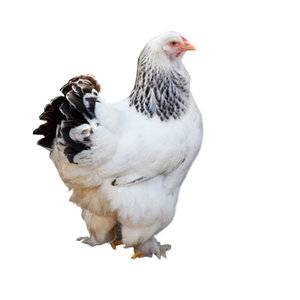 Light-Brahma-Hen.jpg