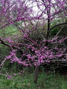 IMG_5235.JPG