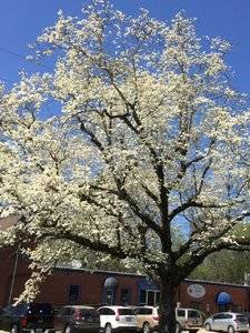 IMG_5248.JPG