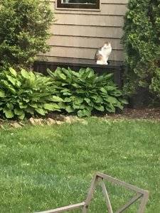 feralkittyonshelter.jpg