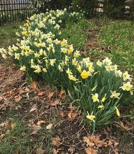 springflowers.jpg