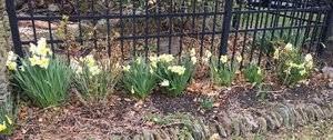 springflowers2018.jpg