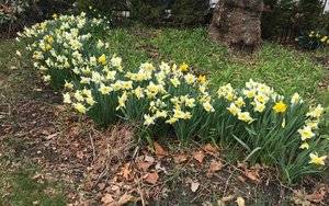 springflowers2018.jpeg
