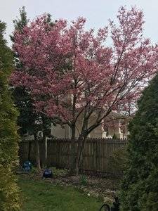 magnoliatree.jpg