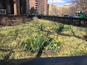 daffodilsinbrooklyn.jpg