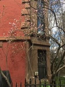 magnoliatreebrooklyn.jpg