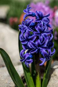 Hyacinth.jpg