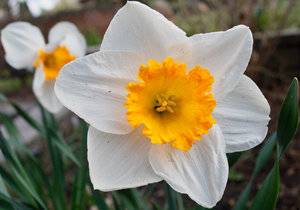 daffodil white with yellow cup 2018.jpg
