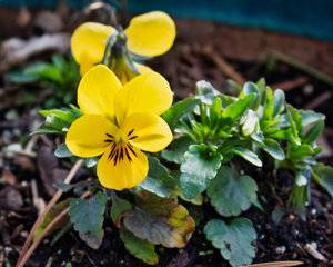 Volunteer Daisy 2018-2.jpg