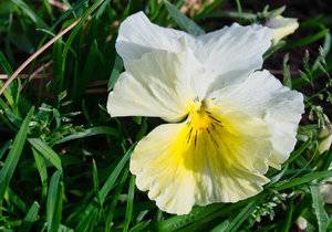 Volunteer Daisy 2018-1.jpg