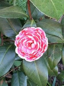 flowerbrooklyn.jpg