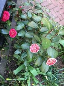 flowersbrooklyn.jpeg