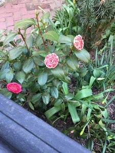 flowersbrooklyn.jpg