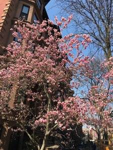 magnoliabrooklyn.jpg