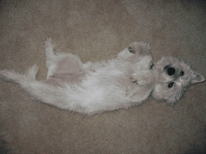MollyAfter6.gif