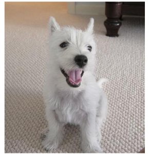 portia smile.jpg
