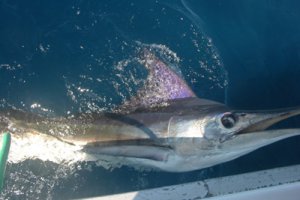marlin1.jpg
