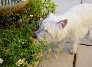 garden 0306 snout.jpg