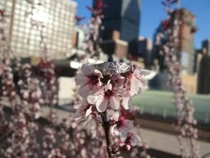 sparklyonflower.JPG