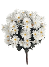 daises19623211.JPG