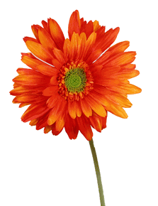 orange7621763.gif