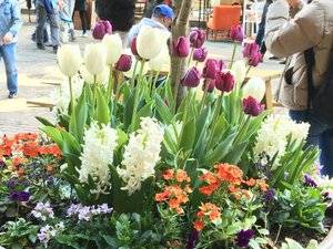 springflowers.jpg