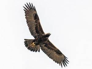 goldeneagle.jpg