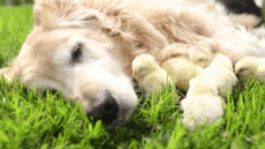 chickenanddog.gif