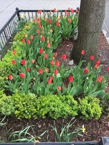 tulips.jpeg