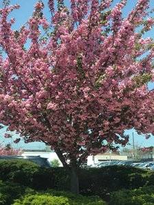 cherrytree.jpg