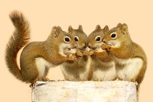 BabySquirrels.jpg