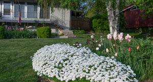Front yard-2.jpg