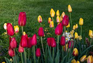 Front yard-1.jpg
