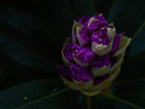 Early morning purple bud.jpeg
