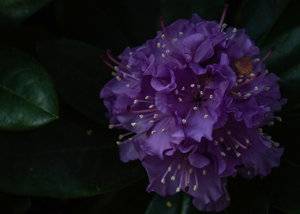Early morning purple flower.jpeg